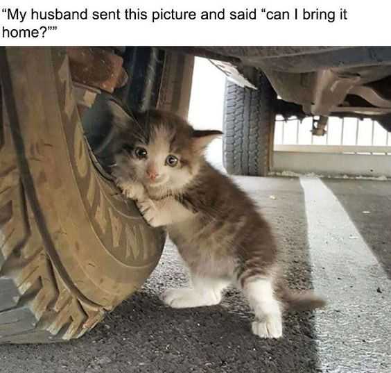 Funny Can Ibringit