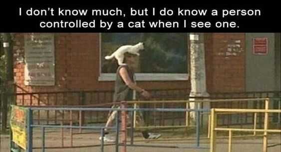 Funny Cat Controlled