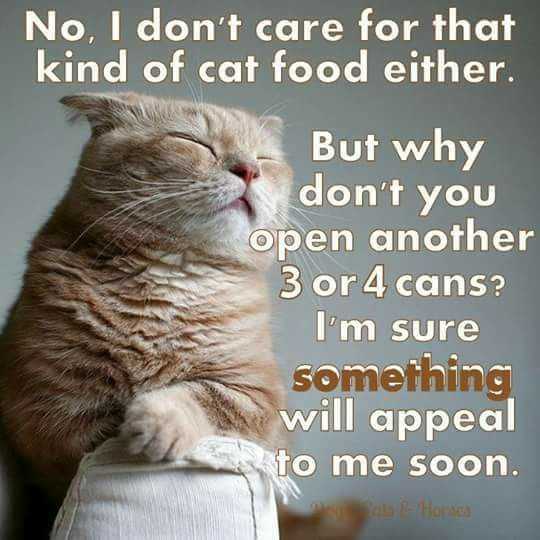 Funny Cat Food Appeal