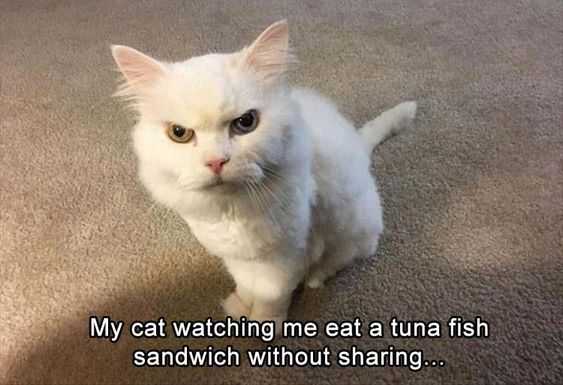 Funny Cat Not Sharing