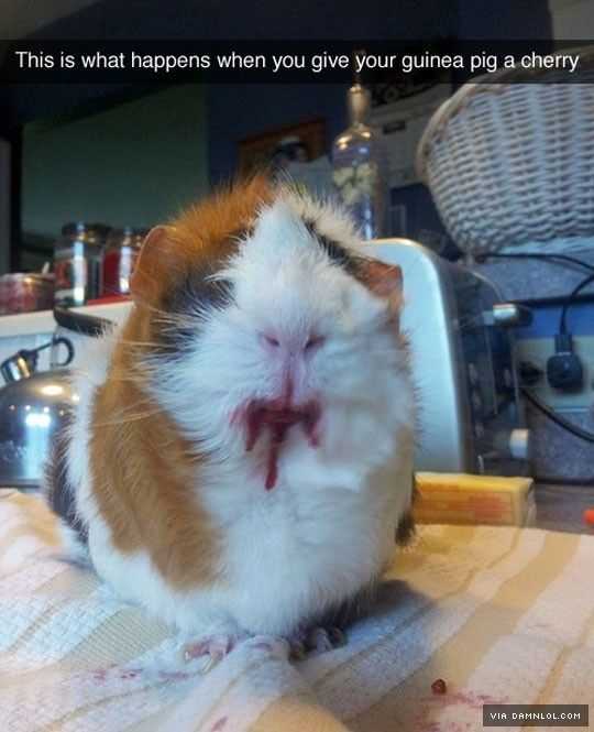 Funny Cherry