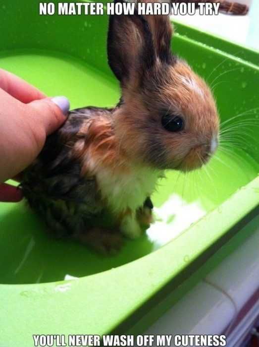 Funny Cuteness