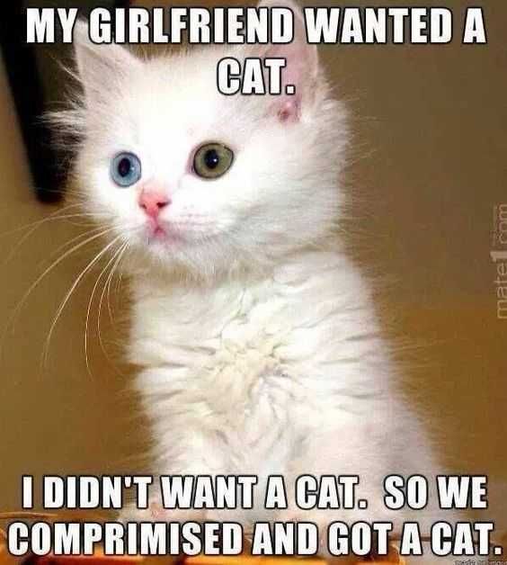 Funny Didnt Want A Cat