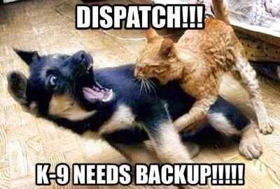 Funny Dispatch