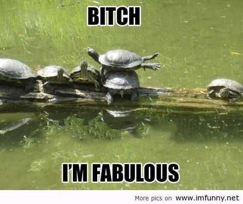 Funny Fabulous