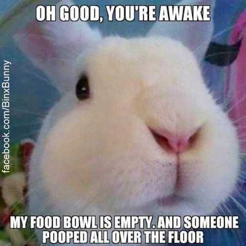 Funny Food Bowl Empty