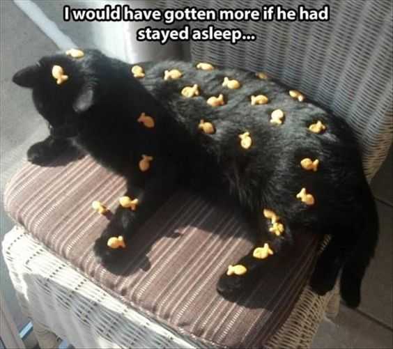 Funny Goldfish Cat