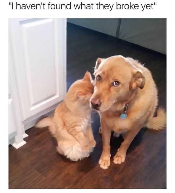 Funny Havent Broke