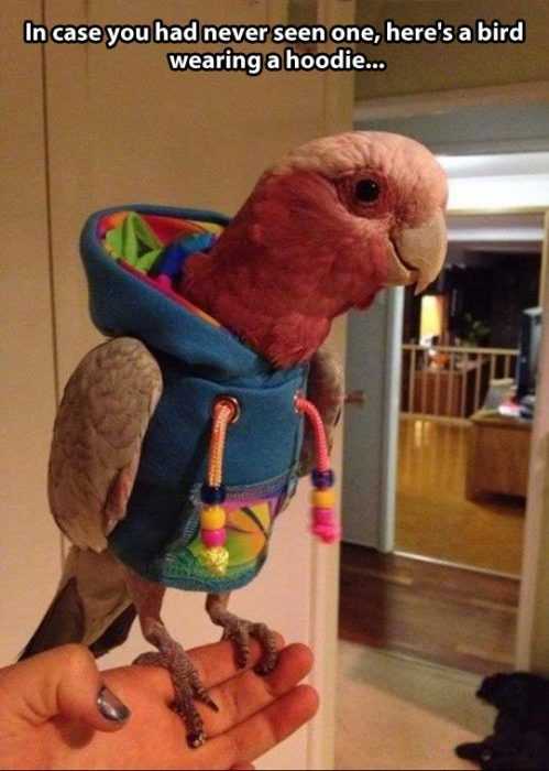 Funny Hoodie