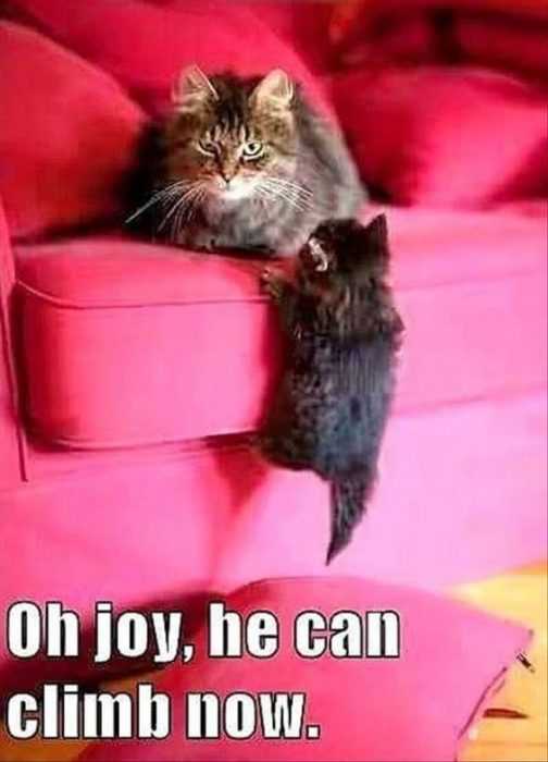 Funny Joy Climb