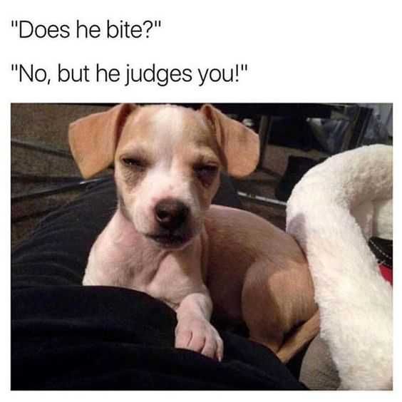 Funny Judges You