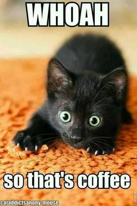 Funny Kitty Coffee