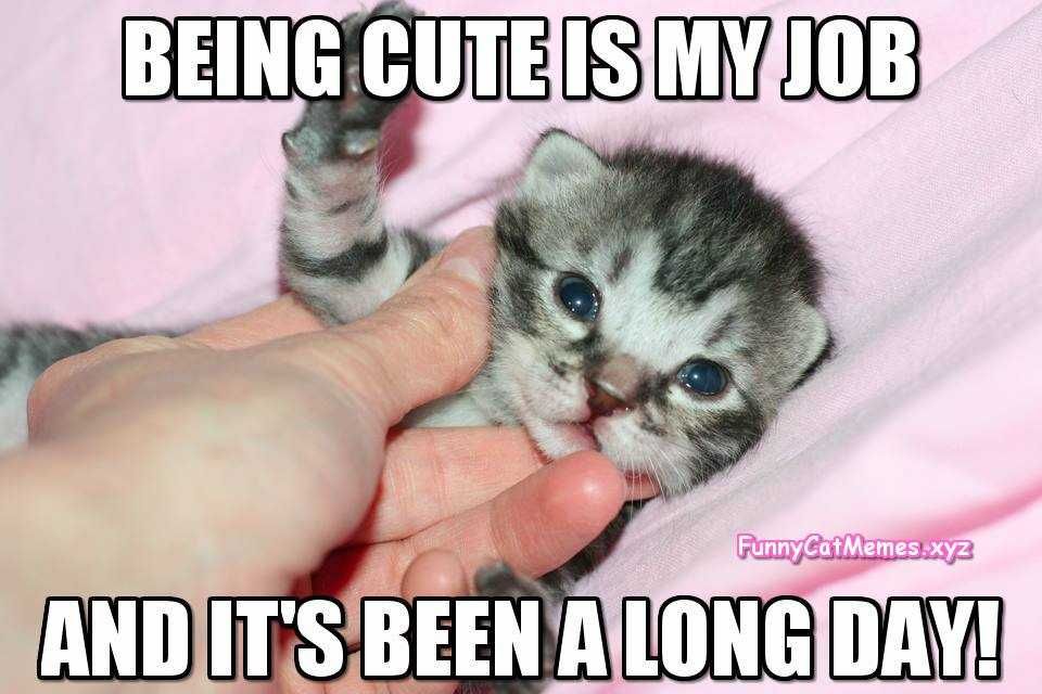 Funny Kitty Long Day