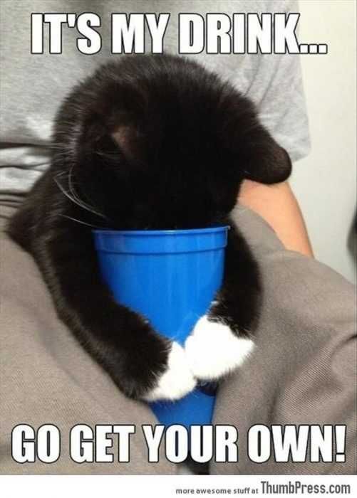 Funny Kitty My Drink