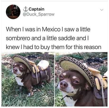 Funny Little Saddle