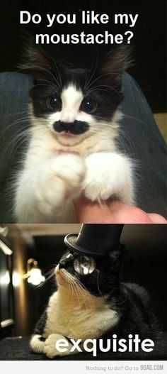 Funny Mustache