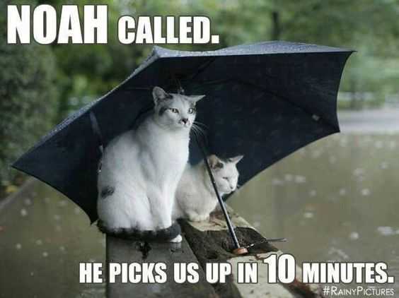 Funny Noah Picks