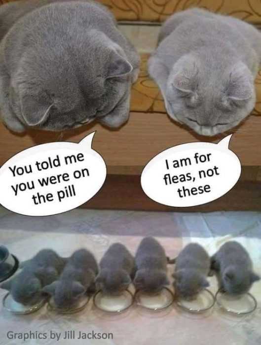 Funny Not These