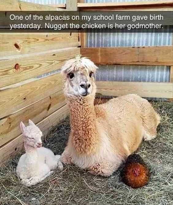 Funny Nugget The Chicken