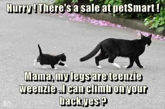 Funny Petsmart Climb