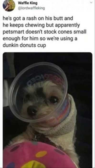 Funny Rash