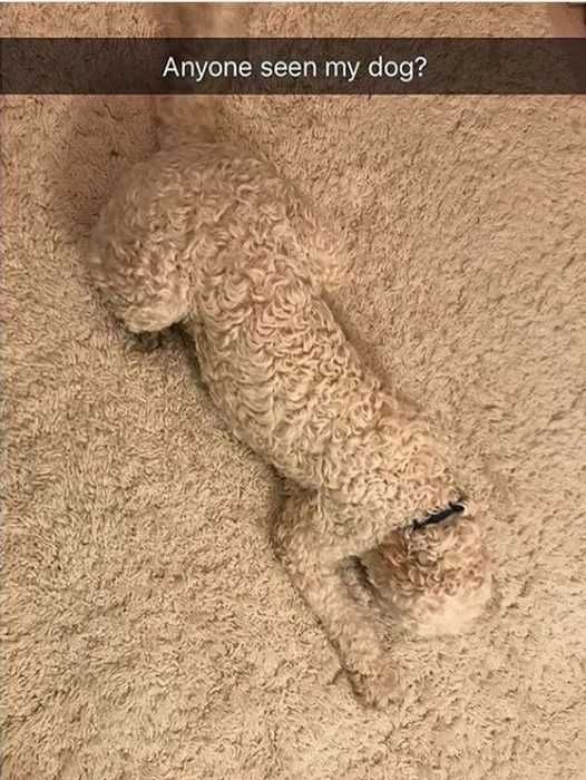 Funny Seen Mydog