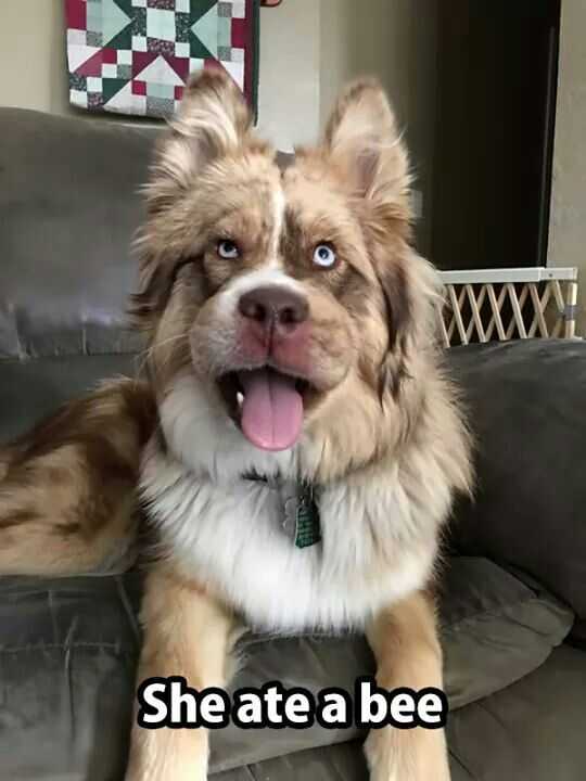Funny She Ate A Bee