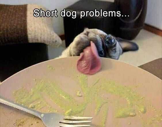 Funny Short Dog Problems