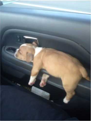 Funny Sleep Door