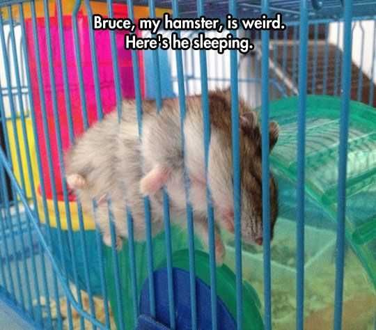 Funny Sleeping