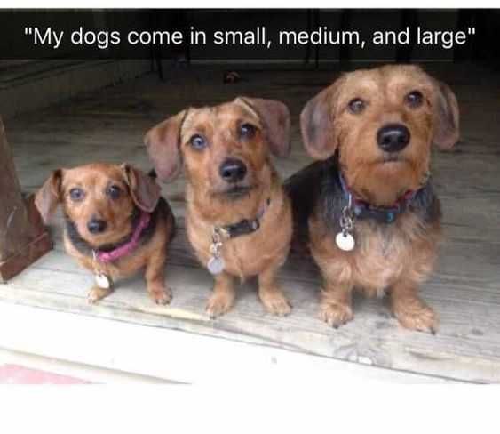 Funny Small Medium Large