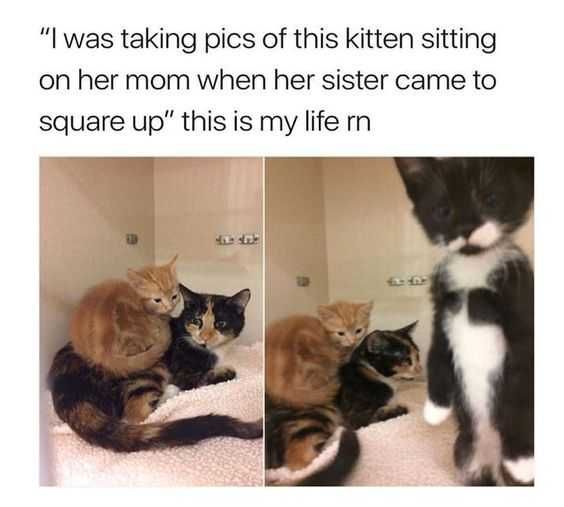 Funny Squareup