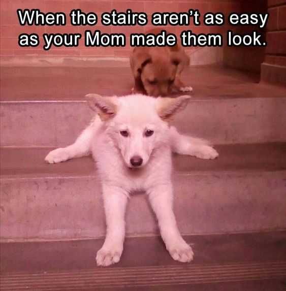 Funny Stairs