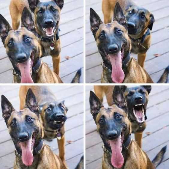 Funny Teeth