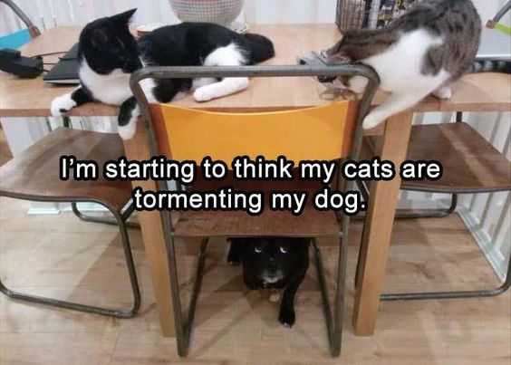 Funny Tormenting The Dog