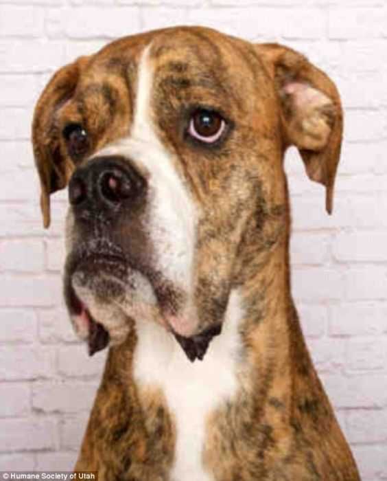 Humanesocietyutah