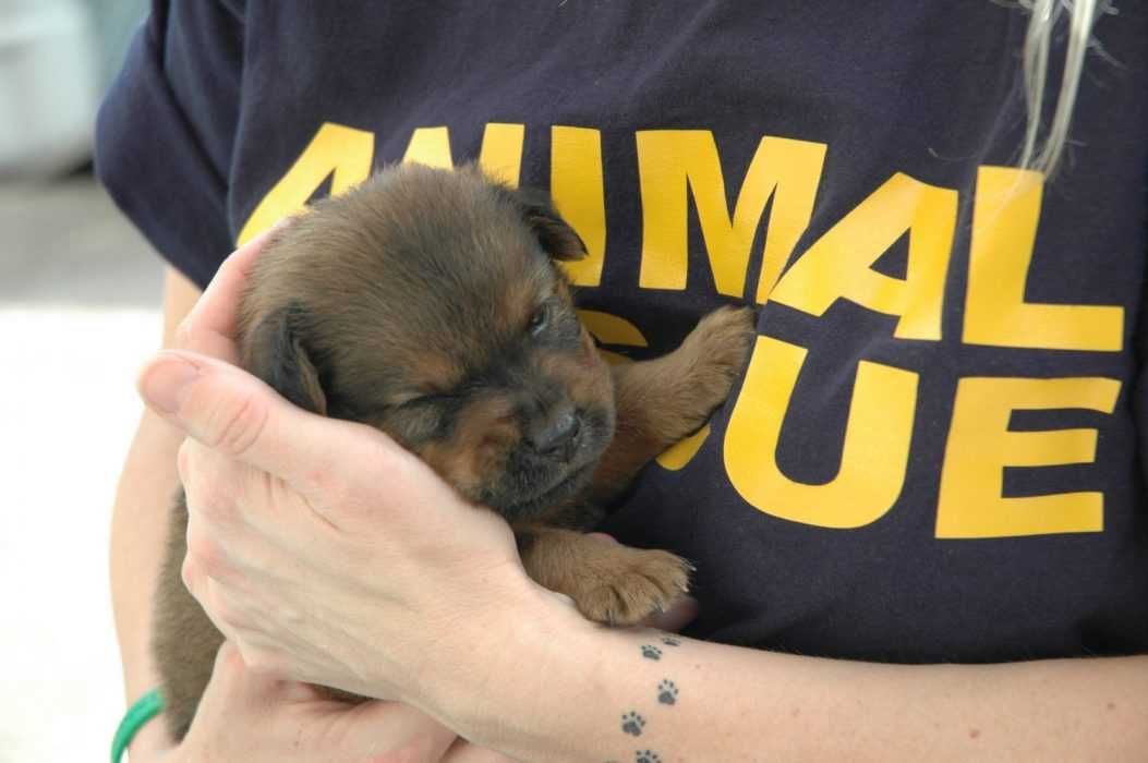 Mountainview Rescue