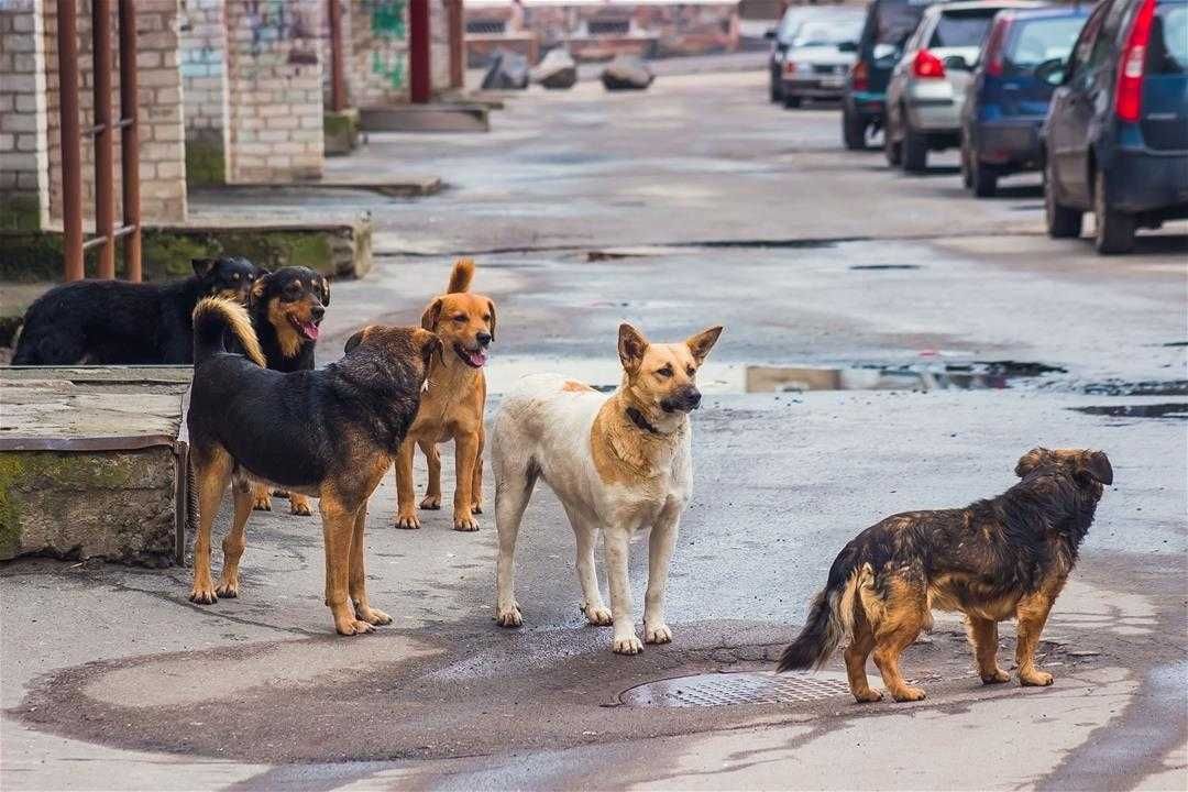 Newser Strays