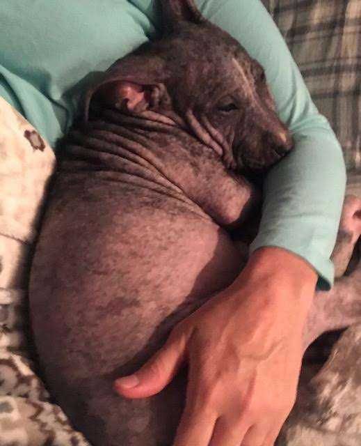 Pawmygosh Sick Puppy
