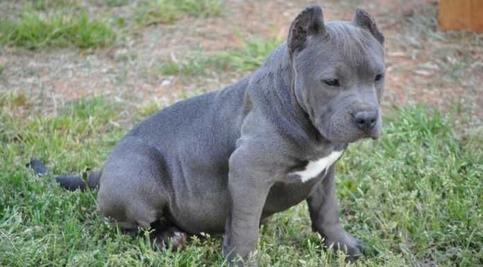 Pitbulllovers Puppy