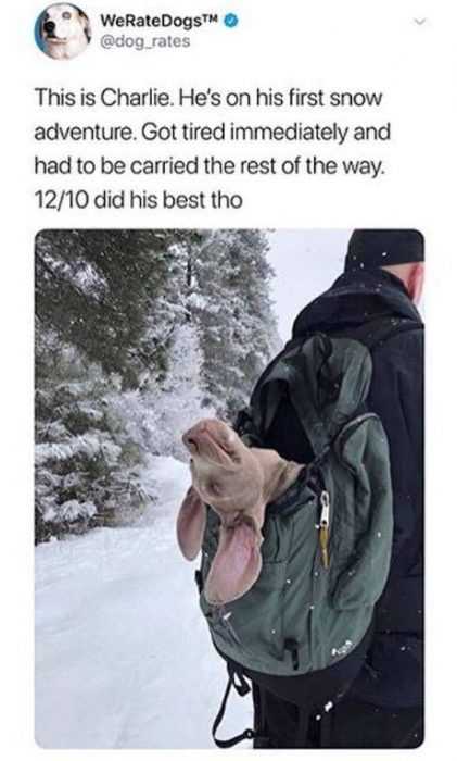Quote Did His Best