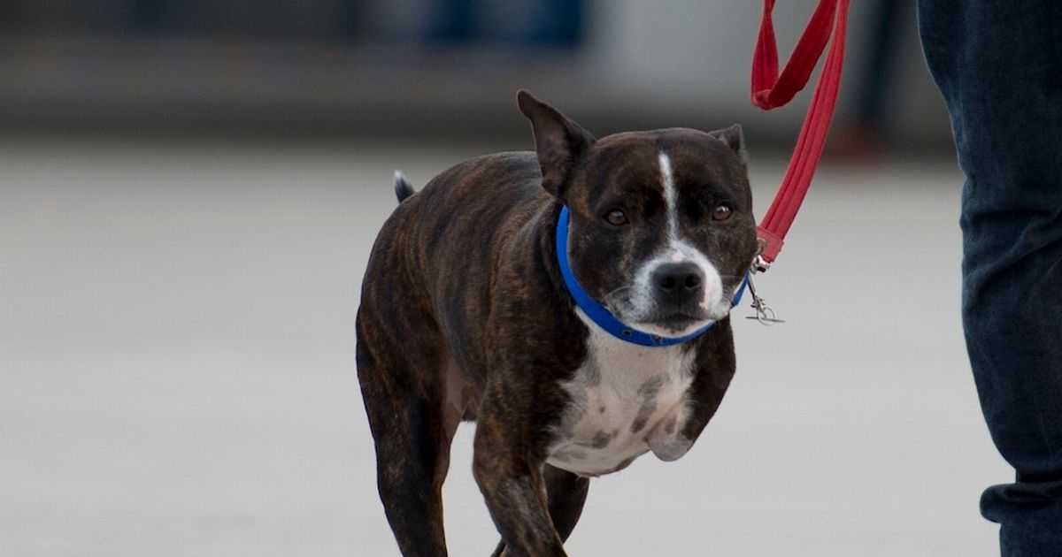 Staffie Dailymirror
