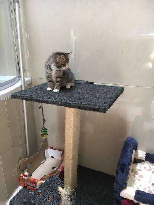Thedodo June Shelter