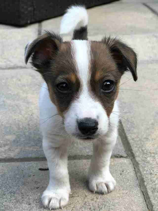 Thedodo Puppy