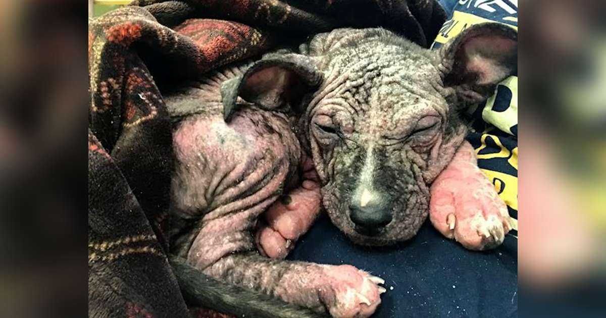 Thedodo Tinypitbull