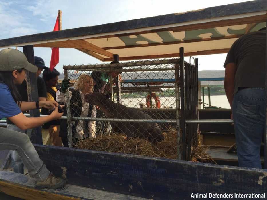 9 Cholita Loaded On Boat