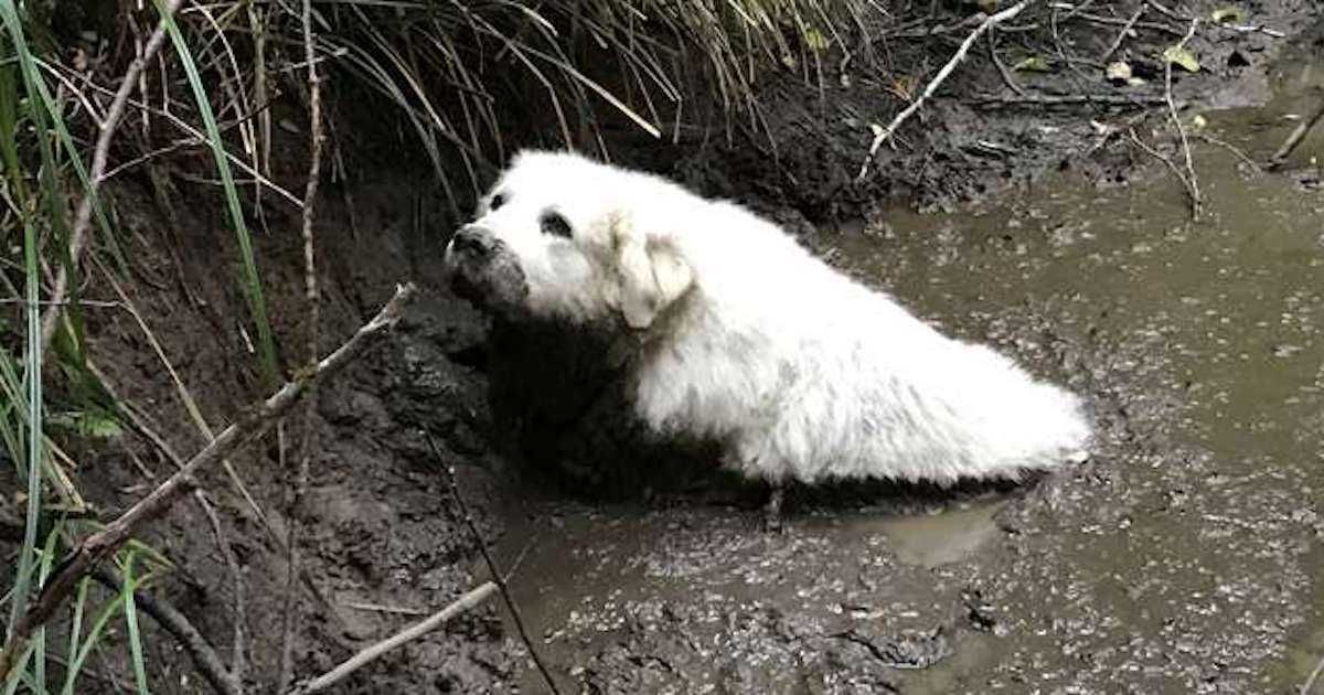 Seniordoginmudfi
