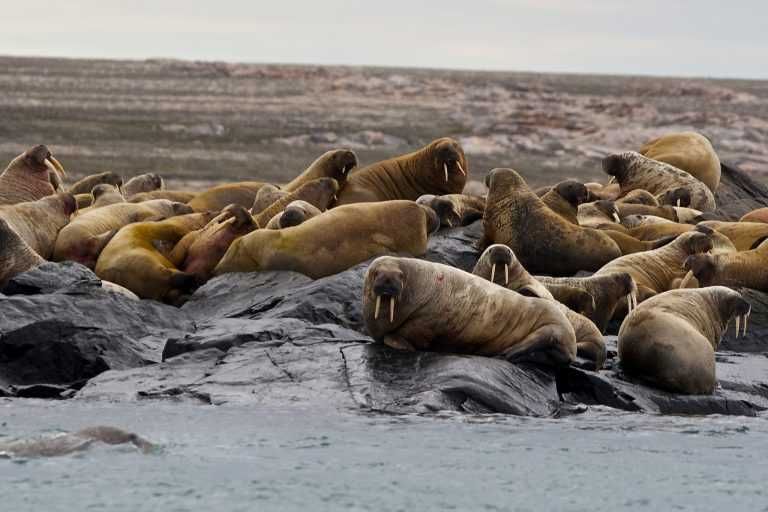 Walrus Herd