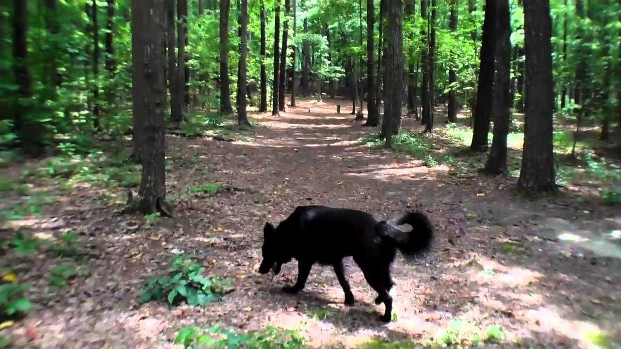 Dog Finds Dog In Mud
