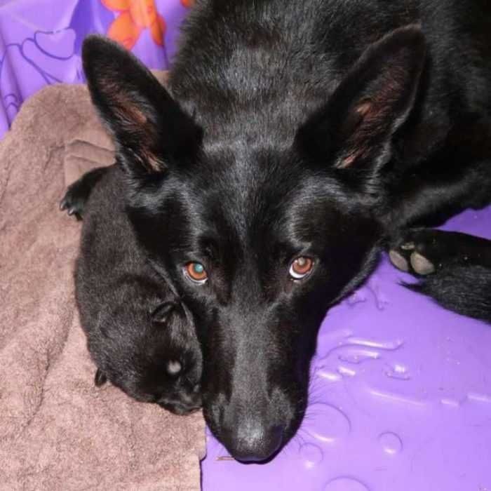 Dog Rescues Friend Stuck In Mud 1